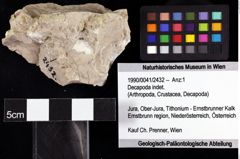 Foto (Objket + Etiketten) von Decapoda indet. 